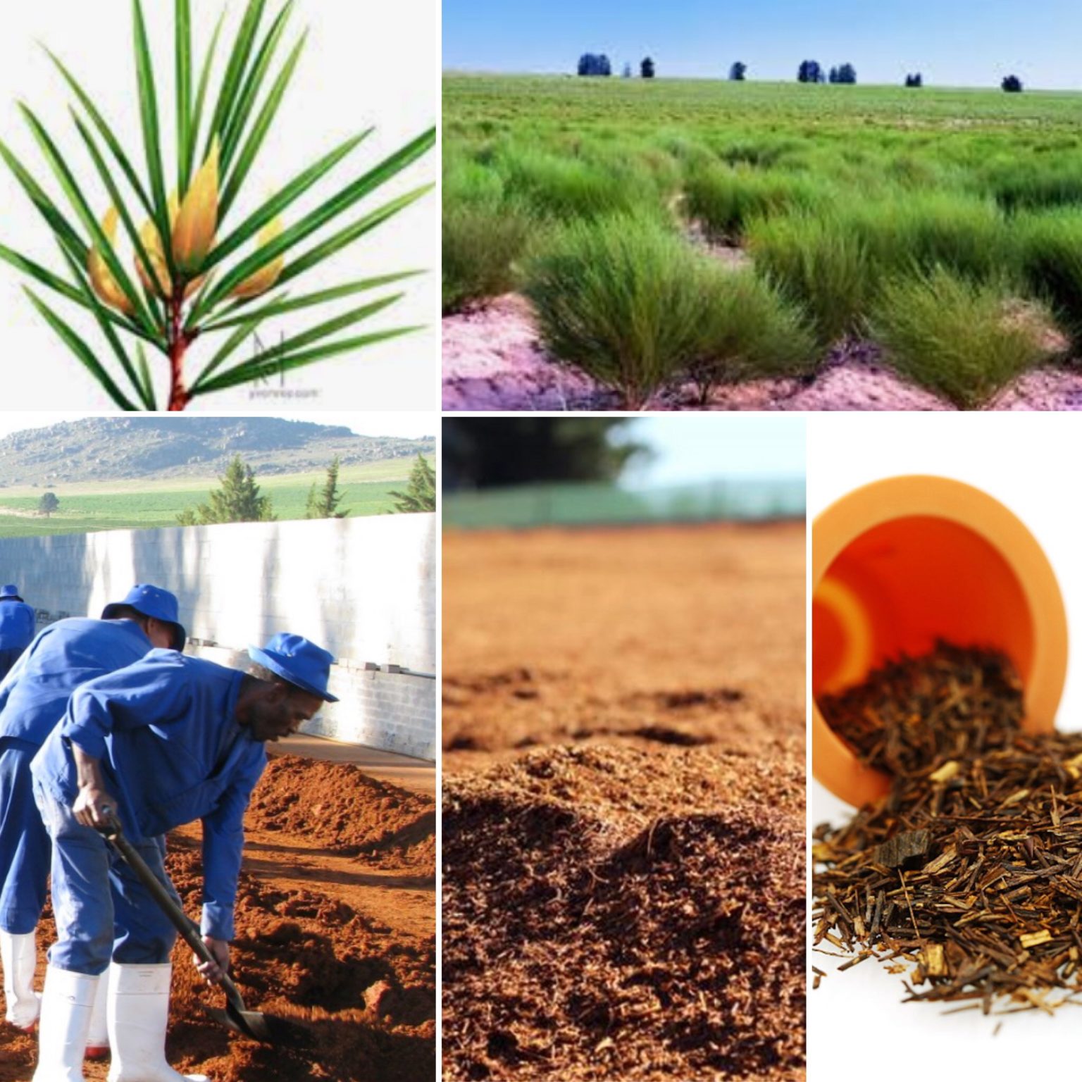 capsulebio présente le rooibos : de la plante à la capsule