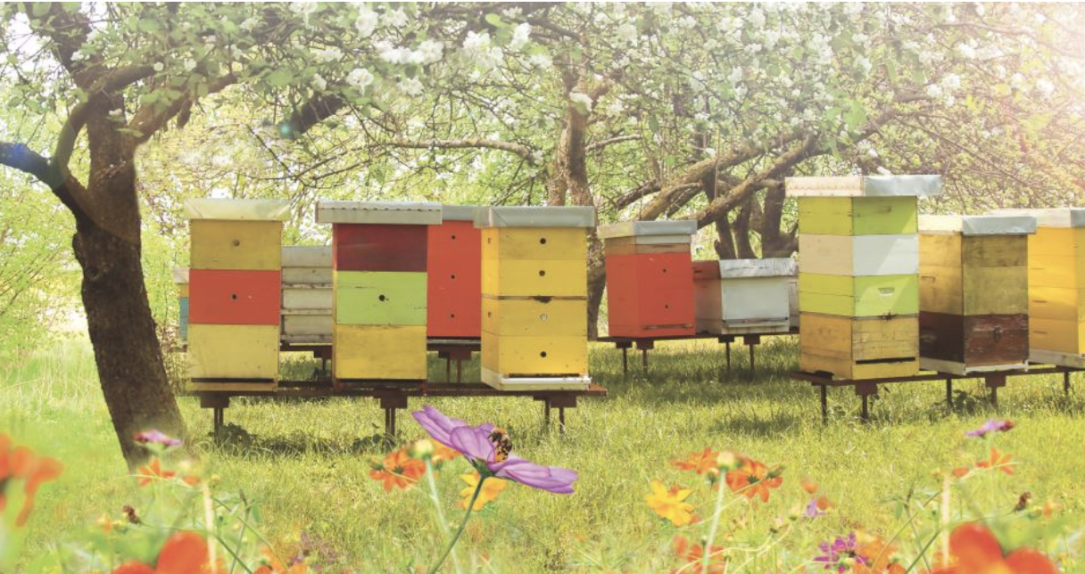 ruches famille Mary, apiculteurs de France, miels de qualité