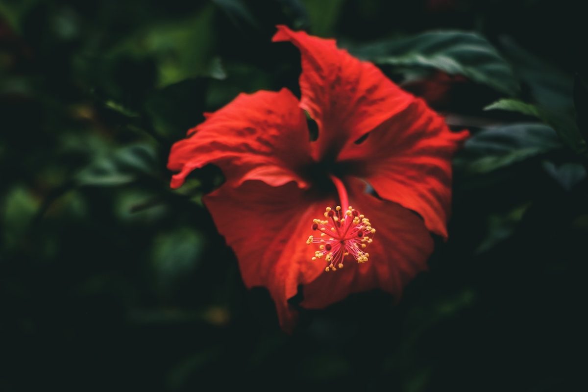 Fleurs hibiscus infusion